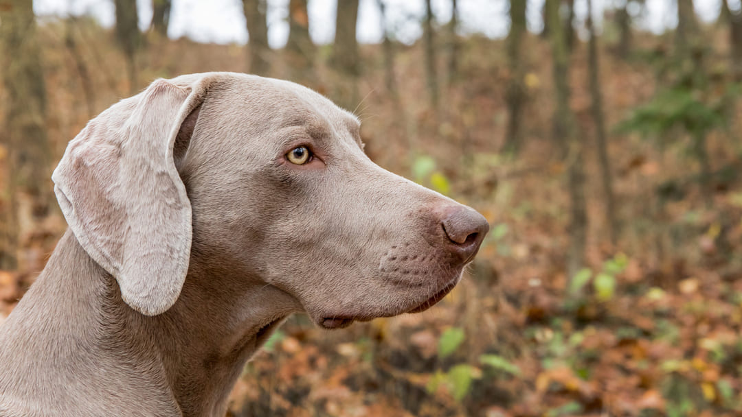 Grey short sale haired dog